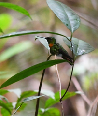 Heliodoxa aurescens