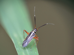 Garganus albidivittis