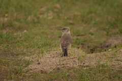 Pseudopodoces humilis