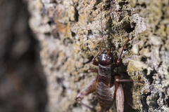 Duolandrevus coulonianus