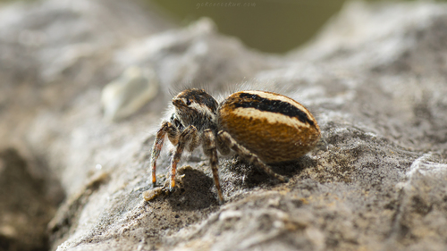 Red-bellied Jumping Spider
