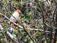 Pterorhinus treacheri