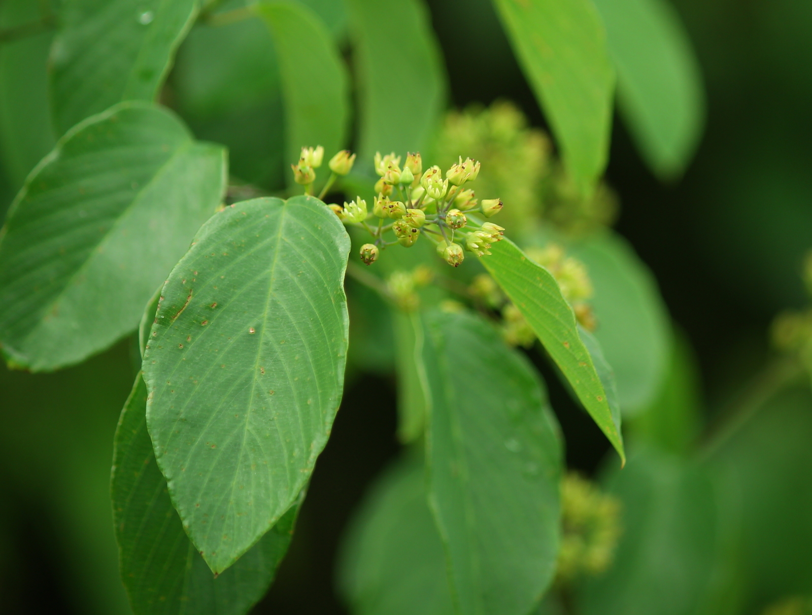 Berchemia scandens