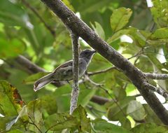 Lipaugus vociferans