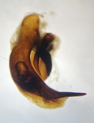 Pterostichus illustris