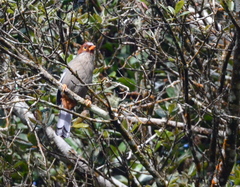 Pterorhinus treacheri