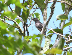 Cotinga cotinga