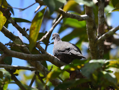 Patagioenas plumbea