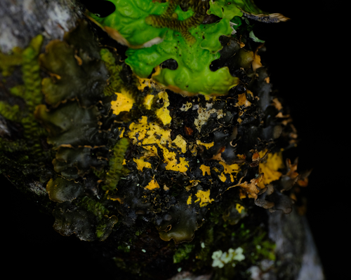 Mustard Kidney Lichen