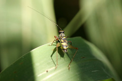 Phylloscyrtus amoenus