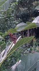 Opsiphanes invirae