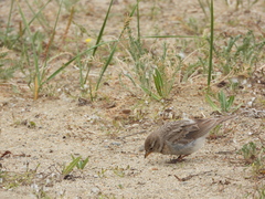 Calandrella acutirostris