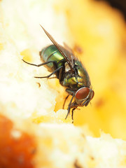 Lucilia illustris