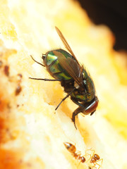 Lucilia illustris