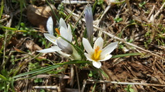 Crocus aleppicus