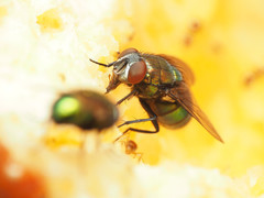 Lucilia illustris