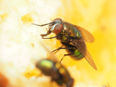 Lucilia illustris