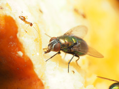 Lucilia illustris