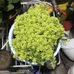 Sedum japonicum