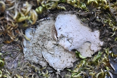 Dermatocarpon reticulatum