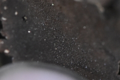 Dermatocarpon reticulatum