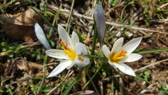 Crocus aleppicus