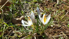 Crocus aleppicus