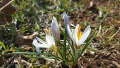 Crocus aleppicus