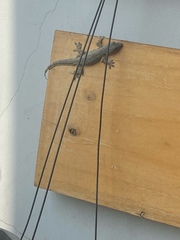 Hemidactylus platyurus