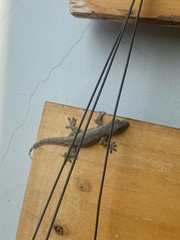 Hemidactylus platyurus