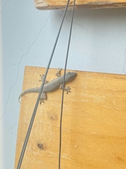 Hemidactylus platyurus