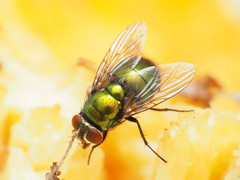 Lucilia illustris
