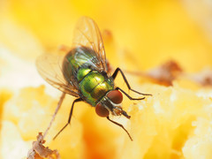 Lucilia illustris