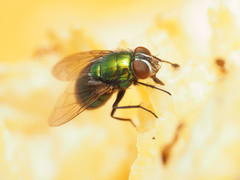 Lucilia illustris