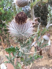 Cirsium occidentale occidentale