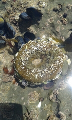 Anthopleura xanthogrammica