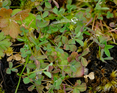 Trifolium willdenovii