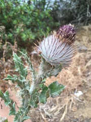 Cirsium occidentale occidentale