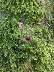 Haplocladium microphyllum