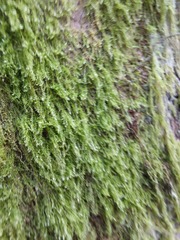 Haplocladium microphyllum