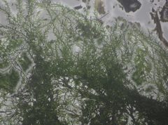 Haplocladium microphyllum