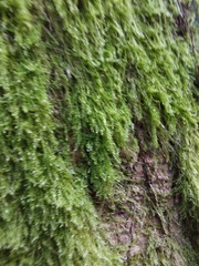 Haplocladium microphyllum