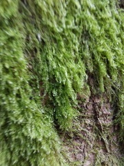 Haplocladium microphyllum