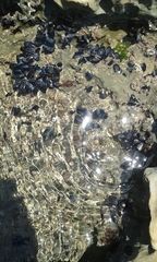 Anthopleura xanthogrammica