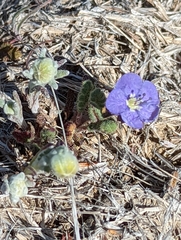 Phacelia ciliata