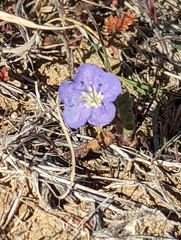 Phacelia ciliata