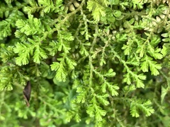 Selaginella aristata