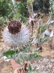 Cirsium occidentale occidentale
