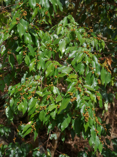 Cleistanthus apodus in life