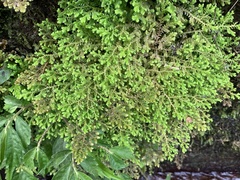 Selaginella aristata